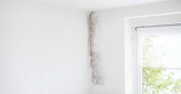 Best Black Mold Removal  in Minco, OK